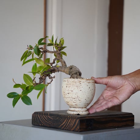 陶賊 -TOUZOKU- bonsai & pottery