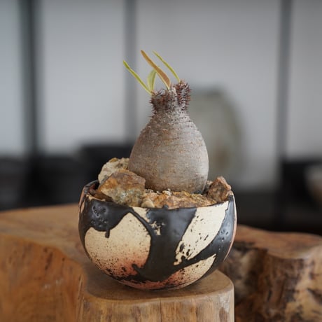 CATEGORY 長浜太志 植木鉢作品 | 陶賊 -TOUZOKU- bonsai & pot CATEGORY 長浜太志 植木鉢作品 | 陶賊 -TOUZOKU- bonsai & pot