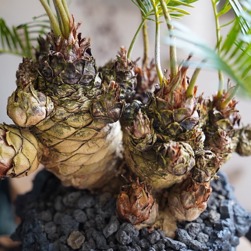07］短小多頭ソテツ Cycas revoluta × G.O.A.T「 GODZILLA