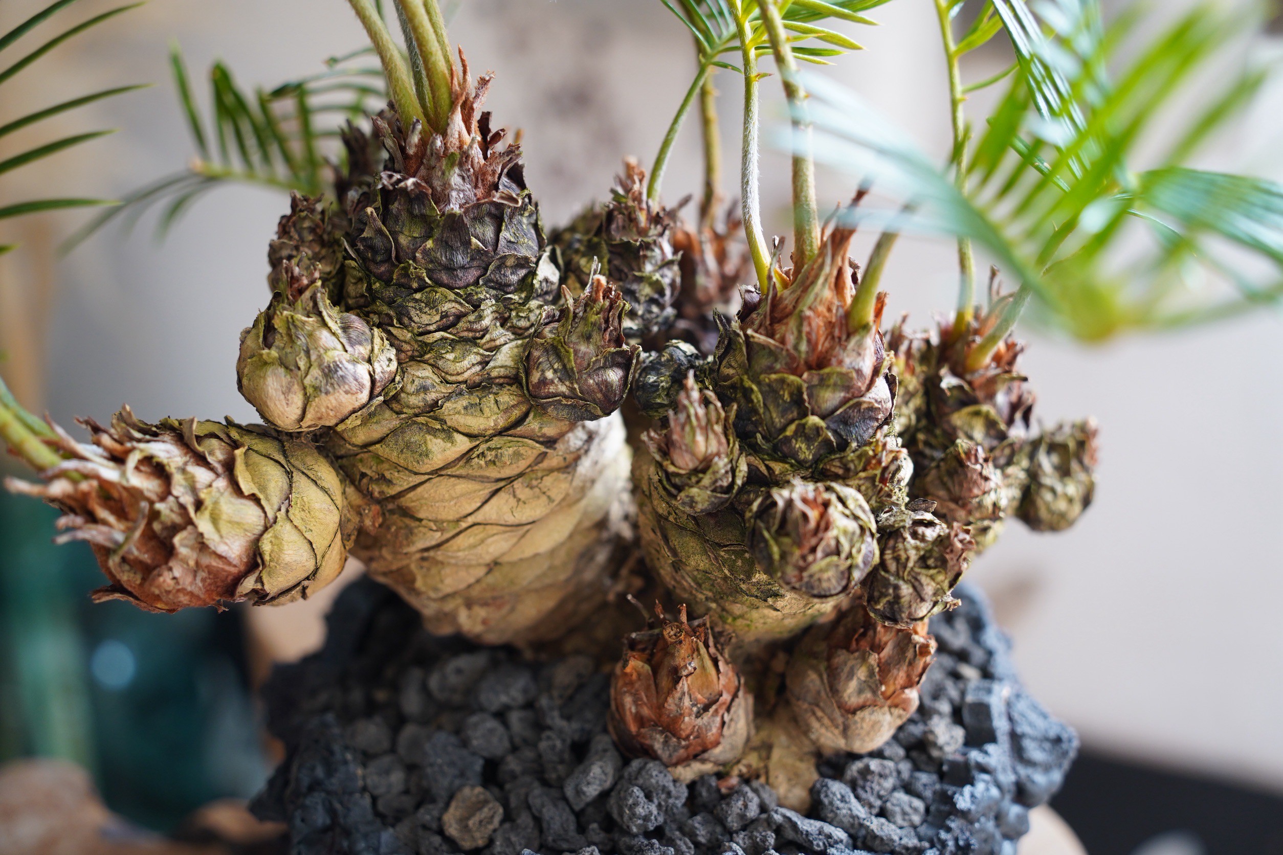 07］短小多頭ソテツ Cycas revoluta × G.O.A.T「 GODZILLA