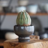 ユーフォルビア オベサ 木質化 M ［雄株］ × 小林哲也 作「 雫 」2.5号