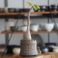パキポディウム ウィンゾリー × 根本峻吾 作 S.N POT type.cylinder「 黑焰 - kokuen - 」3号 植木鉢 ［No.43］