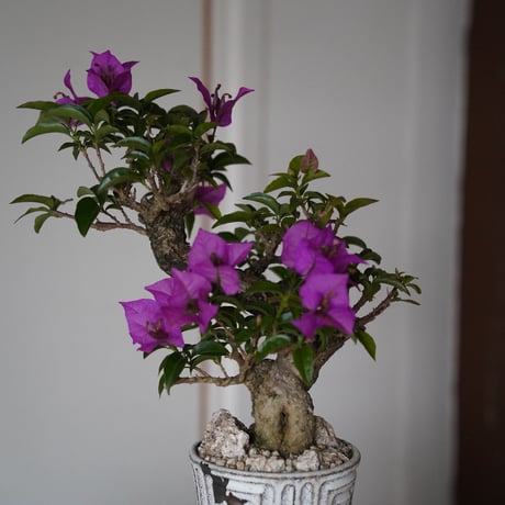 ［91］ブーゲンビリア Bougainvillea ×  根本峻吾「 鐡 - 堕天 - 」3.5号 長鉢 笠間焼
