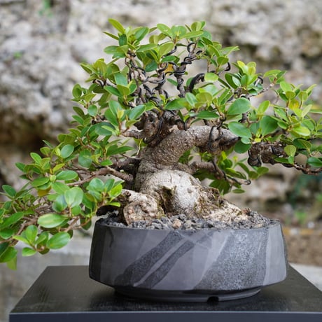 ［01］ガジュマル Ficus microcarpa ×  穂高隆児「 暁 - AKATSUKI - 」8号鉢