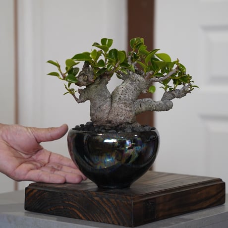 陶賊 -TOUZOKU- bonsai & pottery