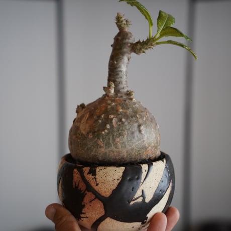 パキポディウム ウィンゾリー × 長浜太志 作「 太陽雨 (てぃーだあみ) 」やちむん 植木鉢 ［No.63］