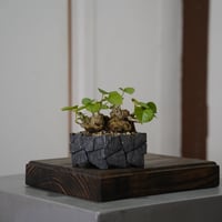 沖誠 作品【 Bark 