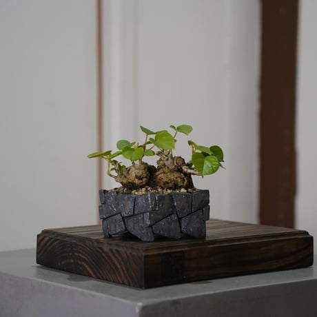 オオハマボウ | STORES