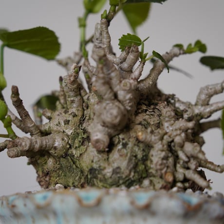 ［28］オオハマボウ Hibiscus Tiliaceus ×  磯部祐介「 円彩 」3.5号鉢 笠間焼