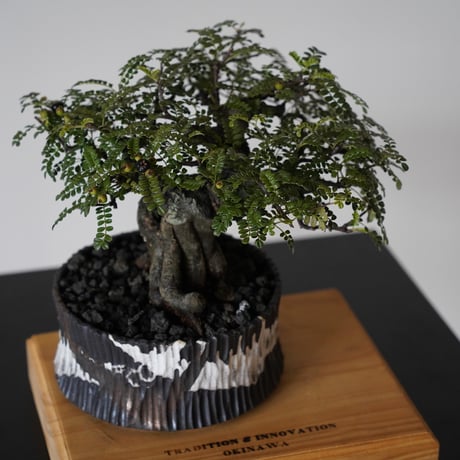［02］ 磯山椒 × 根本峻吾 S.N POT type.low 「爪牙 -堕天-」5.5号鉢