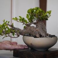 27］イボガジュマル × QUTOTEN. 「利休 - RIKYU - 黒釉 S 」3.5号