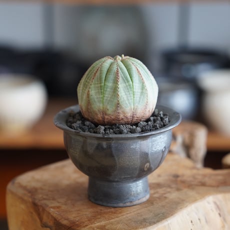 ユーフォルビア オベサ 木質化 メス φ7cm × naka. 作「BLACK × BLACK 」3号 植木鉢 ［No.49］
