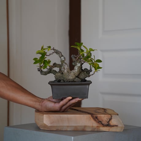 ガジュマル盆栽　琉球盆栽　入手困難　作家鉢 ガジュマル盆栽 琉球盆栽 入手困難 作家鉢 ULTIMATE EXOTIC