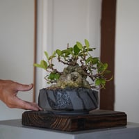 ［07］イボガジュマル Ficus microcarpa ×  穂高隆児「 暁 - AKATSUKI - 」5号鉢 笠間焼