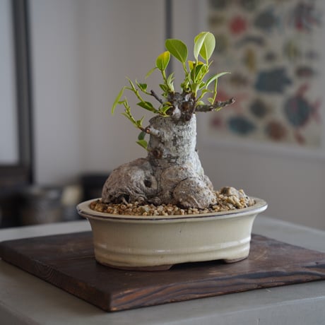 CATEGORY ガジュマル | 陶賊 -TOUZOKU- bonsai & pottery CATEGORY ガジュマル | 陶賊 -TOUZOKU- bonsai & pottery
