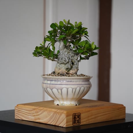 ［12］美幹ハリツルマサキ Gymnosporia diversifolia × 杉山悠 5号鉢 笠間焼