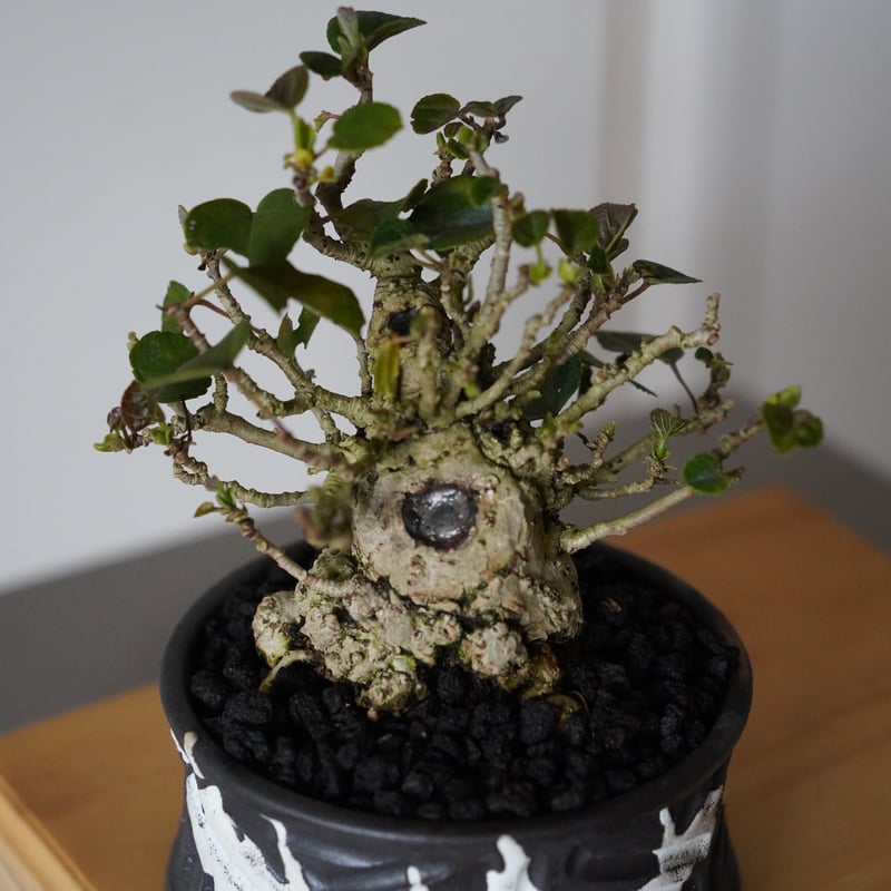 オオハマボウ（ユウナ）丸株 オオハマボウ （ユウナ） | GREEN LUCK