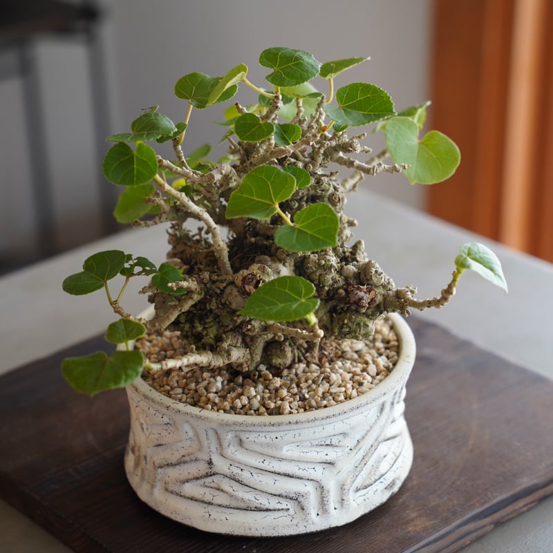 オオハマボウハート型の葉珍奇塊根植物琉球盆栽