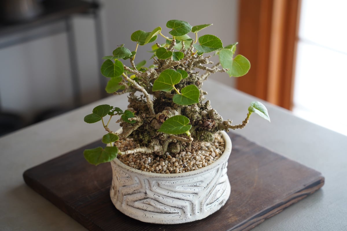 23］イボオオハマボウ Talipariti tiliaceum × 根本峻吾 作 S.N