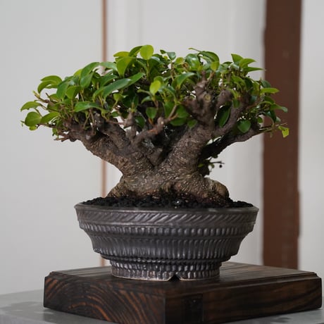 ［08］一級品ガジュマル Ficus microcarpa  ×  新里竜子 作「 RYUSEN 」7号鉢