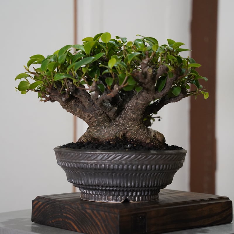 08］一級品ガジュマル Ficus microcarpa × 新里竜子 作「 RYUSE