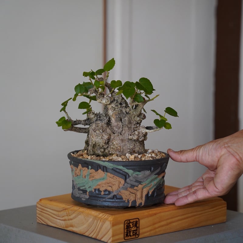 オオハマボウ　幹幅16cm 穴あき 盆栽 塊根植物 オオハマボウ 幹幅16cm 穴あき 盆栽 塊根植物