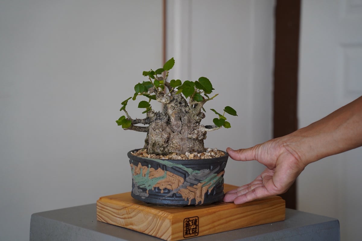 04］太幹オオハマボウ Hibiscus Tiliaceus × 根本峻吾 「鐡