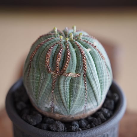 ユーフォルビア オベサ モンスト φ7cm〈オス〉 × 與那嶺大輔 作「琉球飛び鉋」3号 植木鉢 ［No.40］