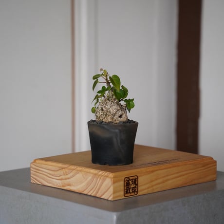 CATEGORY オオハマボウ(ユウナ) | 陶賊 -TOUZOKU- bonsai & po CATEGORY オオハマボウ(ユウナ) | 陶賊 -TOUZOKU- bonsai & po