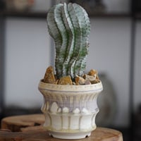 白ゼブラホリダ L × 杉山悠 作 3.5号 植木鉢 ［No.33］