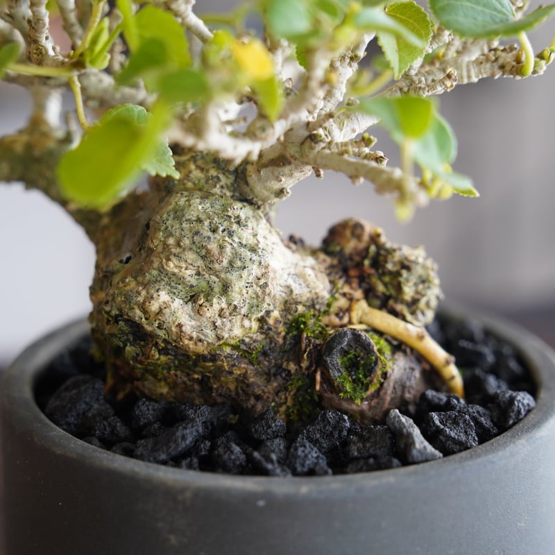パキポディウムグラキリス　QUTOTEN. 利休 Pachypodium gracilius(パキポディウム グラキリス)× QUTOTEN
