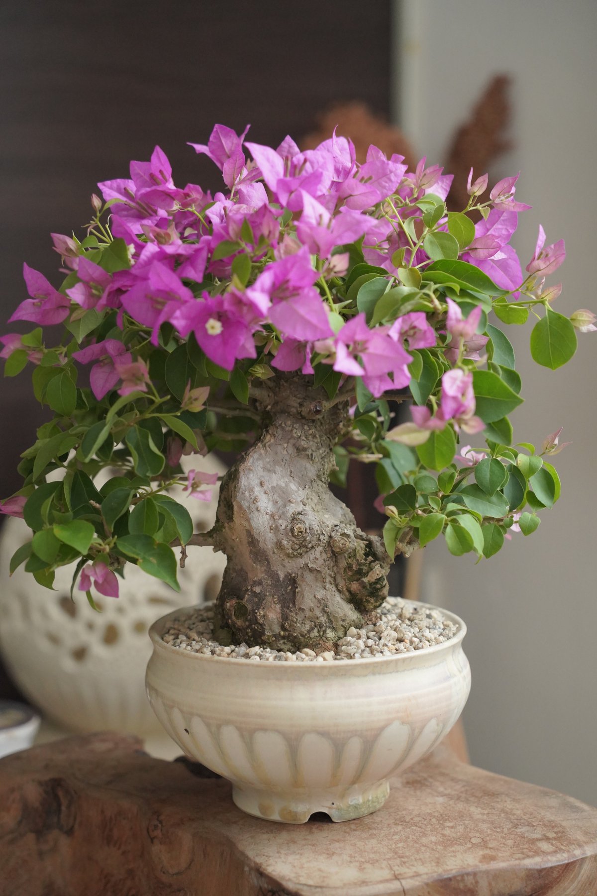 太幹ブーゲンビリア・ピンク × 杉山悠 5号鉢 | 陶賊 -TOUZOKU- bonsai