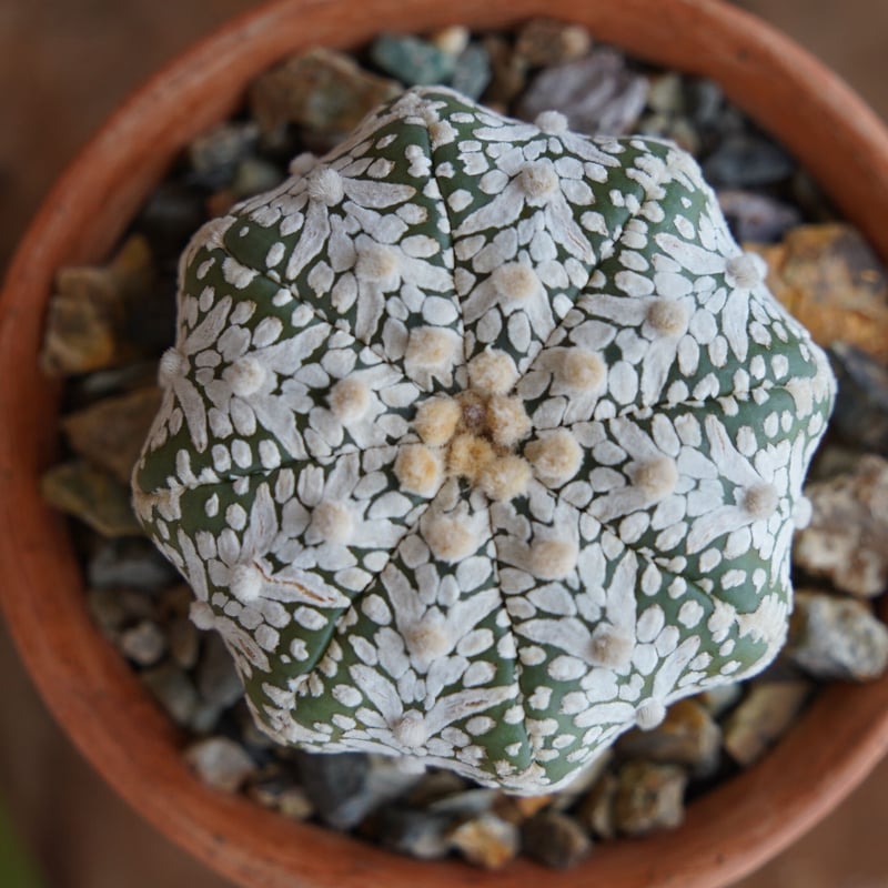 スーパーカブト V字アローtype 輸入球 A3492☆アストロフィツム 兜