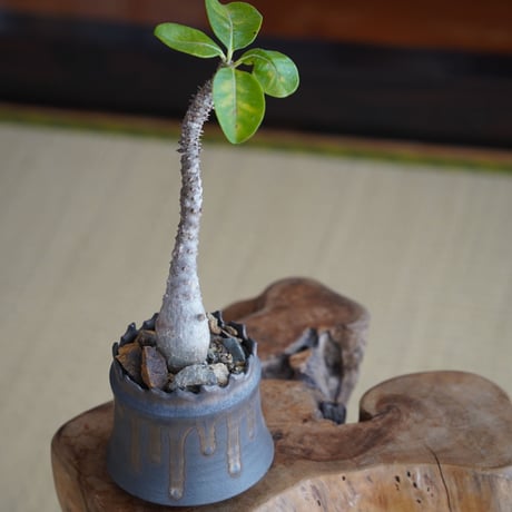 パキポディウム ウィンゾリー × 根本峻吾 作 S.N POT type.cylinder「 黑焰 - kokuen - 」3号 植木鉢 ［No.43］