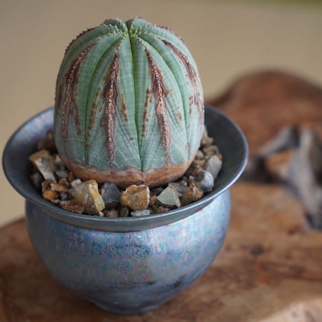 ユーフォルビア オベサ 木質化 φ8cm〈メス〉 × 坂本新 作  「LUSTER OVERGLAZE」3号 植木鉢 ［No.37］