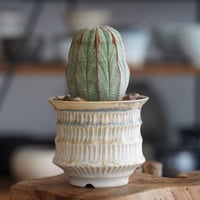 ユーフォルビア オベサ 木質化 φ7.5cm〈メス〉 × 杉山悠 作 4号 植木鉢 ［No.36］