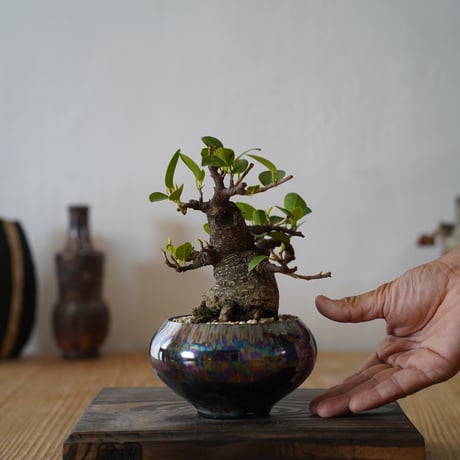 陶賊 -TOUZOKU- bonsai & pottery