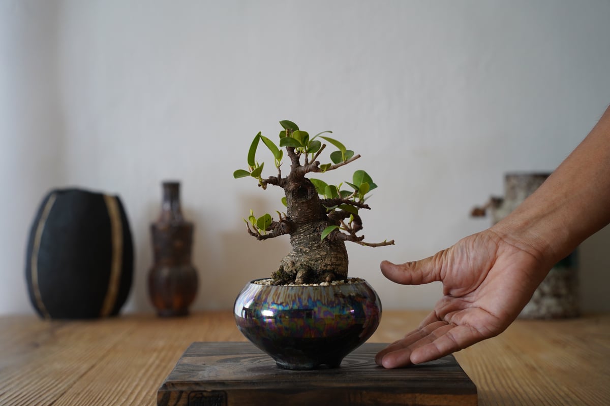 545.加藤九輪 窯変丸鉢 箱布付 盆栽鉢 植木鉢 9.4*3cm 545.加藤九輪 窯変丸鉢 箱布付 盆栽鉢 植木鉢 9.4*3cm - メルカリ