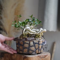 ［08］根上がりハリツルマサキ × なみひら陶房「ハブ鉢 」5号鉢