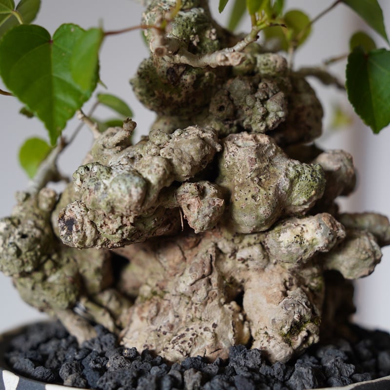 14］強イボオオハマボウ Hibiscus Tiliaceus × 沼野秀章 作「 黒二白