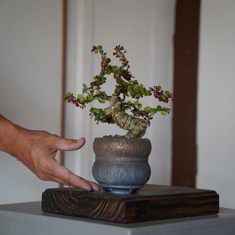 陶賊 -TOUZOKU- bonsai & pottery