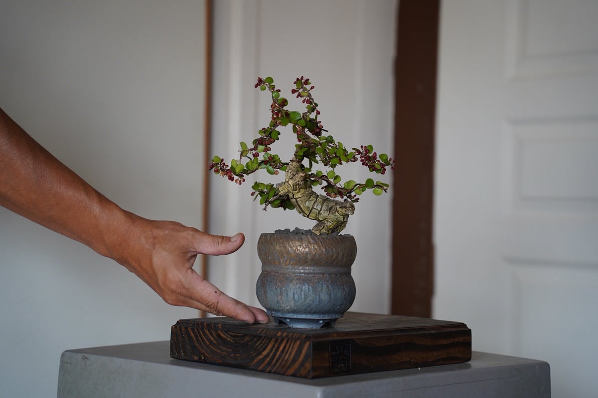 03］伊良部ハリツルマサキ Gymnosporia diversifolia × 磯部祐介