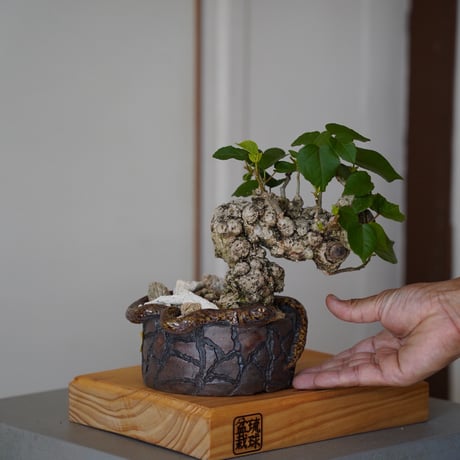オオハマボウ　ユウナ　盆栽　作家鉢　メルカリ便 オオハマボウ ユウナ 盆栽 塊根 灌木 値下げしました！ - メルカリ