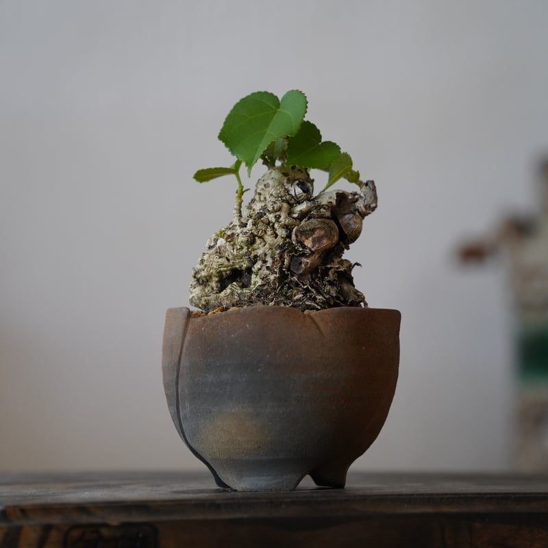 ミニオオハマボウ 10］ミニオオハマボウ Hibiscus Tiliaceus × 木村直人 作「 輪花