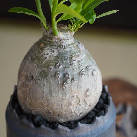パキポディウム デカリー × 根本峻吾 作 S.N POT type.cylinder「 黑焰 - kokuen - 」4号 植木鉢 ［No.41］