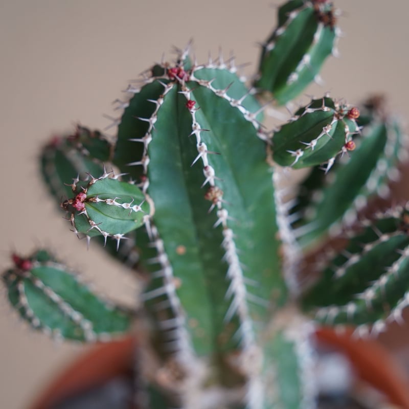 ユーフォルビア　矢毒キリン綴化　自根　レア種 ユーフォルビア 矢毒キリン綴化 自根 レア種 Yahoo!オークション