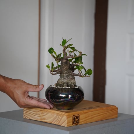 ガジュマル盆栽　琉球盆栽　入手困難　作家鉢 ガジュマル盆栽 琉球盆栽 入手困難 作家鉢 RYUKYU BONSAI for