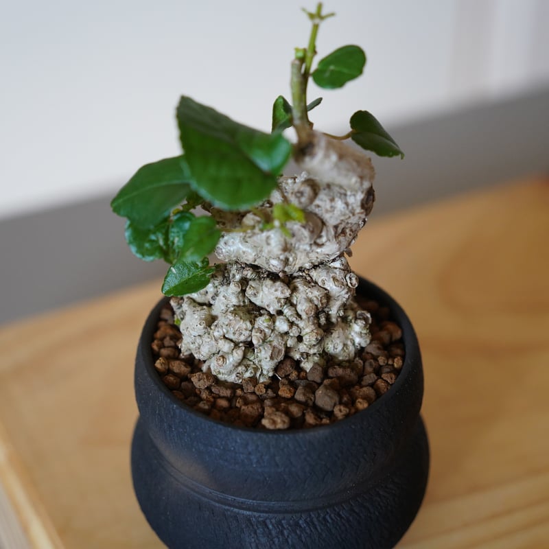オオハマボウ IN THE ROOM  琉球盆栽 - RYUKYU BONSAI - ［plant