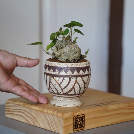 陶賊 -TOUZOKU- bonsai & pottery
