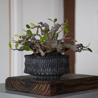 ［76］メデューサ ガジュマル Ficus microcarpa × 沖誠「 Bark / shallow 」4号鉢 笠間焼